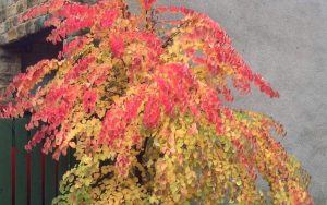 Trees for Smaller Gardens