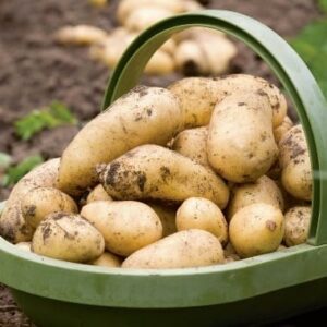 Your own New Potatoes for Christmas