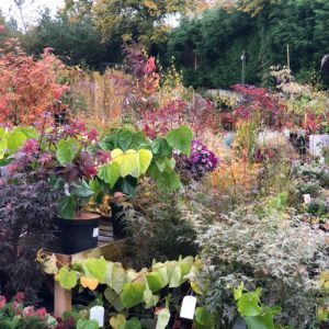 Ferndale Garden Plants