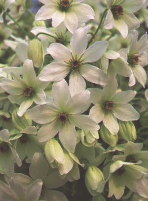 Buy Clematis White Abundance Online