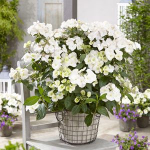 Summer Flowering Plants