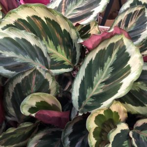 Houseplants