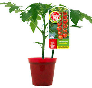 Kitchen Garden Plants