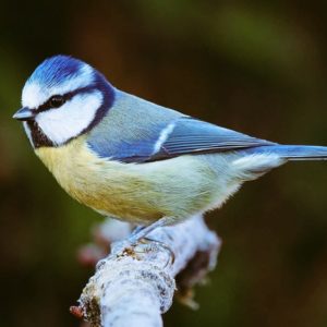 Bird & Wildlife Gardening