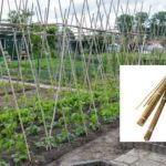 Buy Bamboo Canes Online