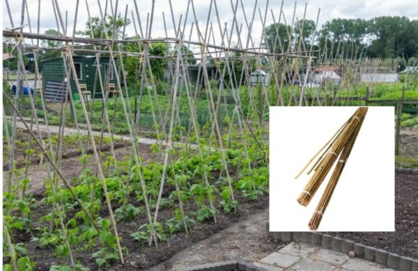 Buy Bamboo Canes Online