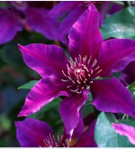 Climbing Plants