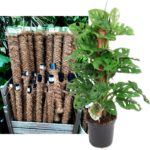 Buy Moss Poles Online