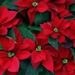 Buy Red Local Poinsettia Online