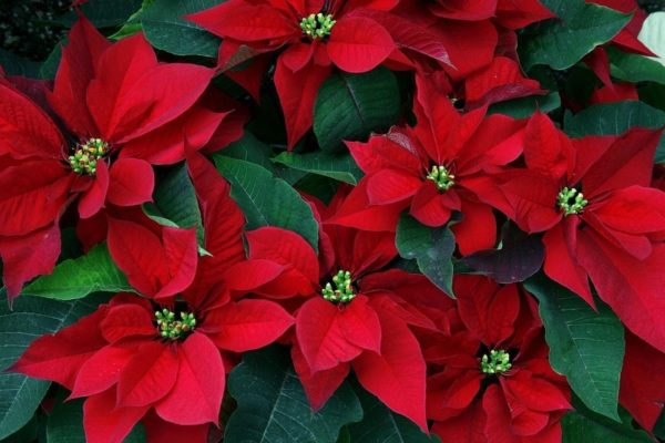 Buy Red Local Poinsettia Online