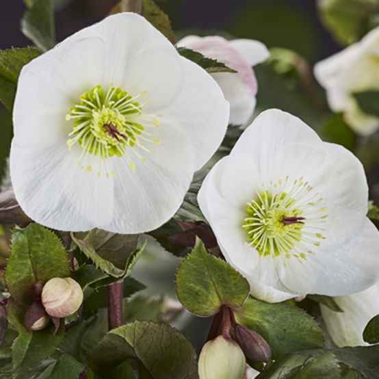 Buy Helleborus 'Ice n Roses' Online