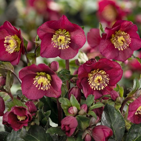 Buy Helleborus 'Ice n Roses' Bennotta Online