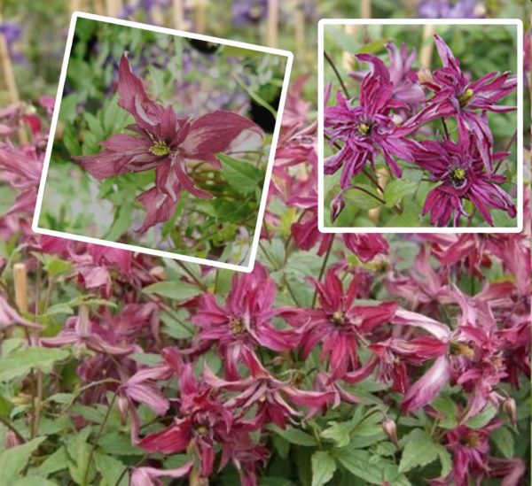 Buy Clematis viticella Rosalyn Online