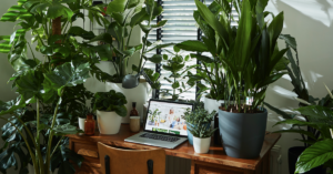 Office plants: happy and healthy workers