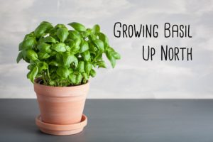 How to Grow Basil up North