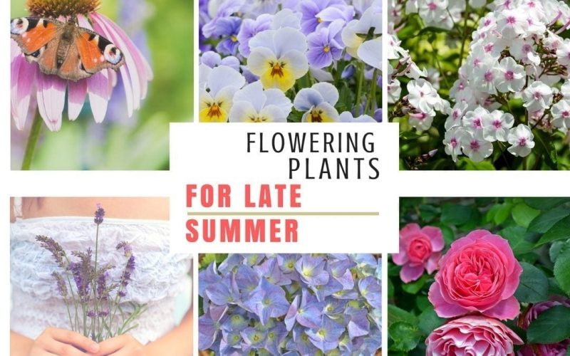 11 top plants for late summer pots and borders