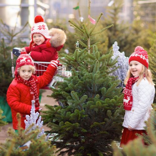 A real Cut Christmas Tree from Ferndale (4)