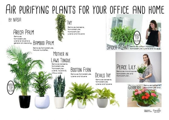 Air filtering house plants are good for you