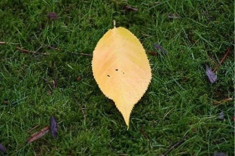 Autumn Lawn Care