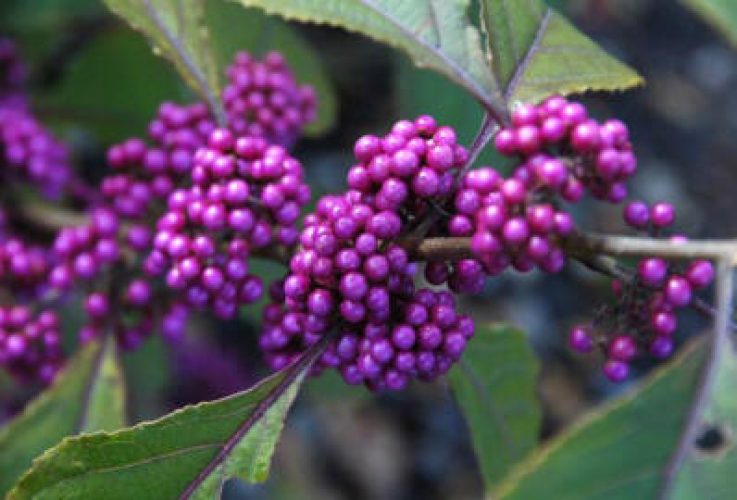 Berried Treasure - Plants of the Moment