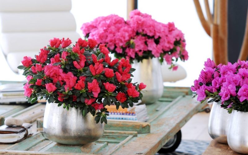 Bloom not gloom – Create your own winter of wonder