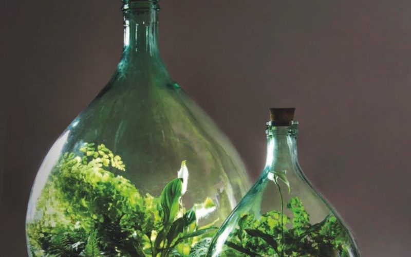 Bottle Garden Growing