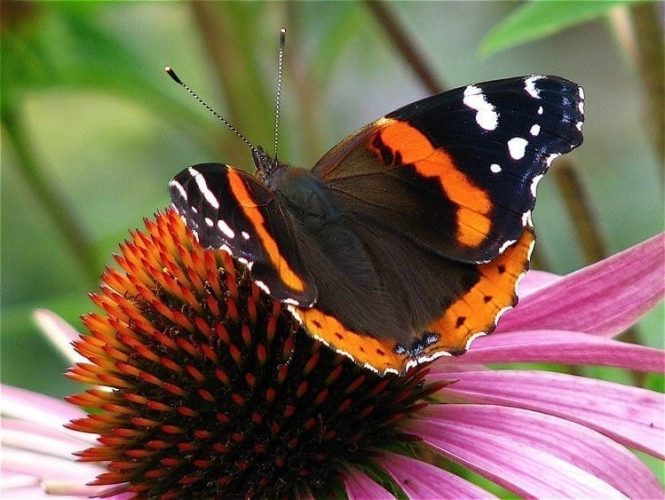 Bring Butterflies into your Garden