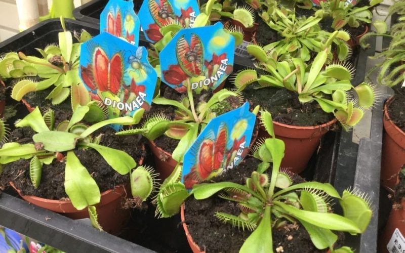 Carnivorous Plants
