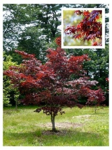 Five great Japanese Maples for small gardens