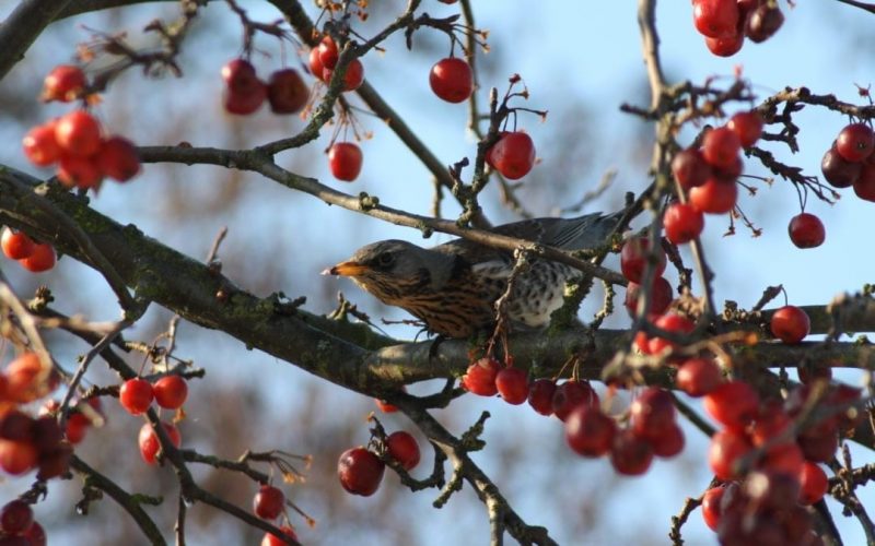 Garden Birds Deep Winter Rescue