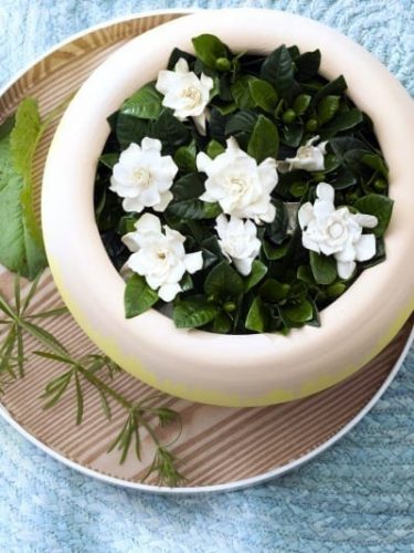 Gardenia-Scented-Diva