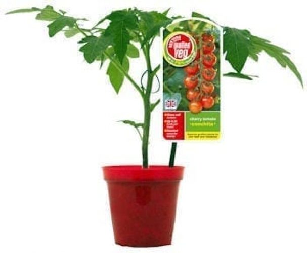 Grafted Tomatoes_so much more fruit