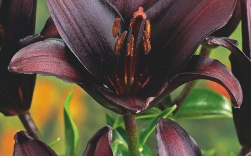 Growing Lilies