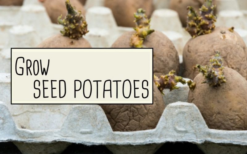 Growing Potatoes from Seed Potatoes