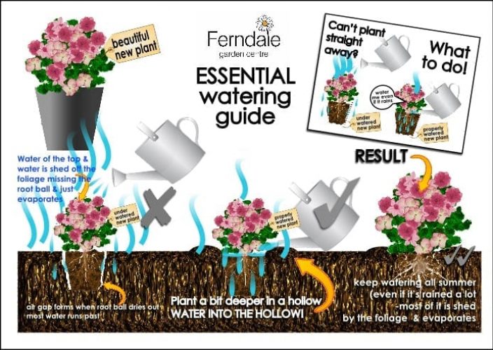 Guide-to-summer-watering