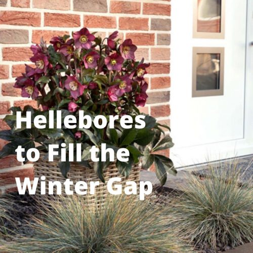 Hellebores to Fill the Winter Gap