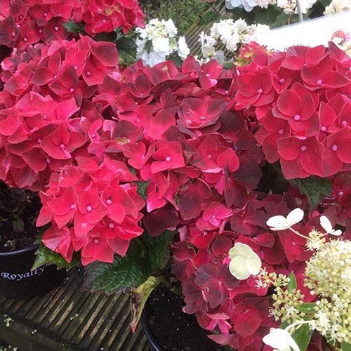 Hydrangeas