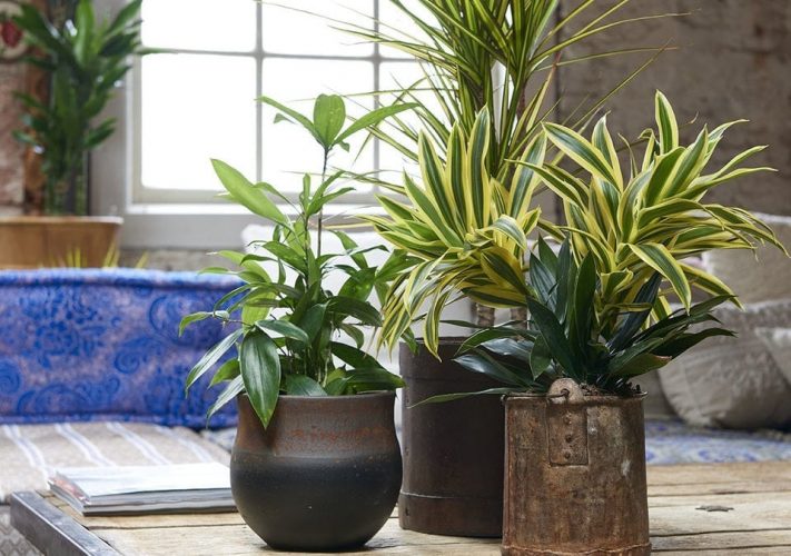 January 2018-Dracaena Houseplant of the month