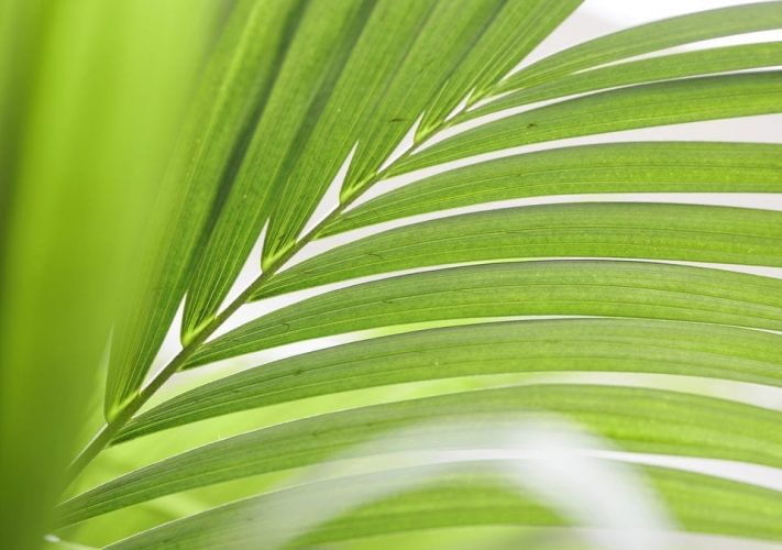 January 2019- Kentia Palm Houseplant of the Month