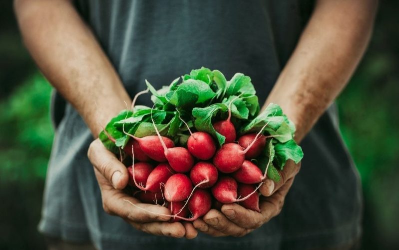 Late Summer Vegetables