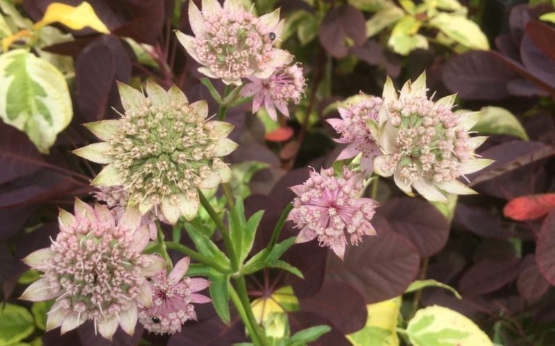 Planting for Summer Colour