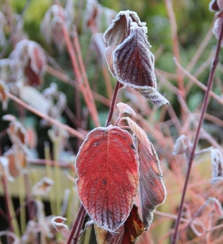 Plants for January and February