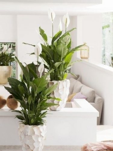 Plants you can grow without sunlight