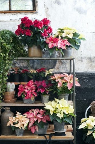 Poinsettia is the Houseplant of the moment