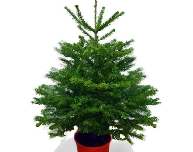 Potted Christmas Trees