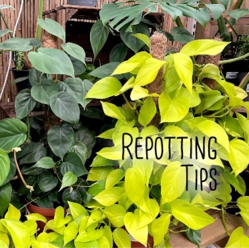 Repotting Tips+
