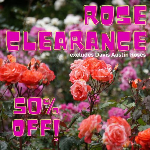 Rose Clearance