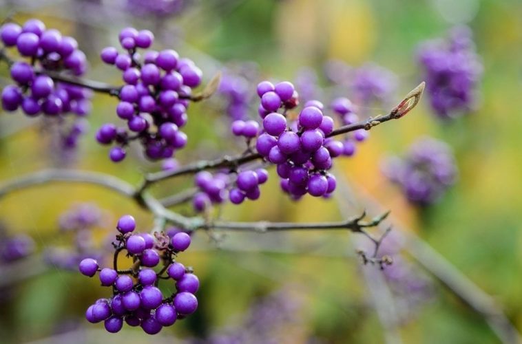 Search for ‘Berried’ treasure