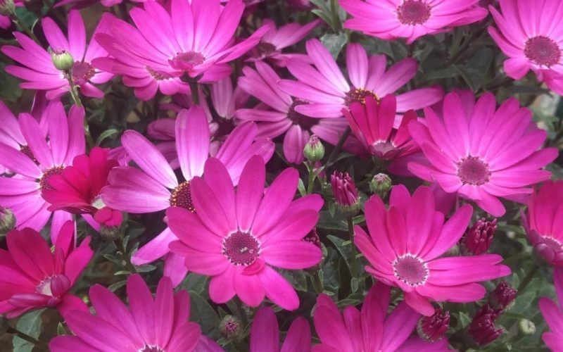 Senetti_the saviour of cold northern springs