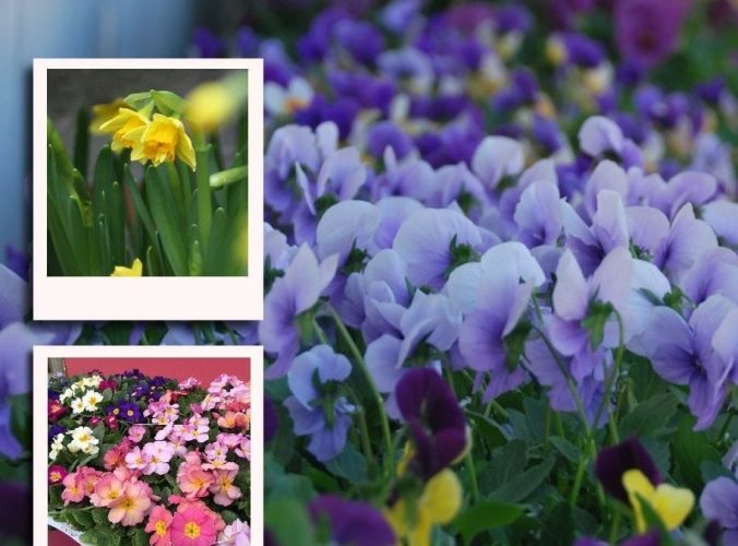 Spring-Potted